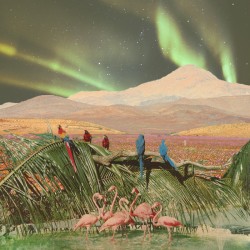 Flamingosis - evergreen avenue