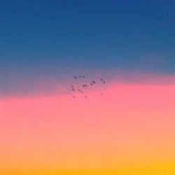 Flamingosis - Lovely Afternoon